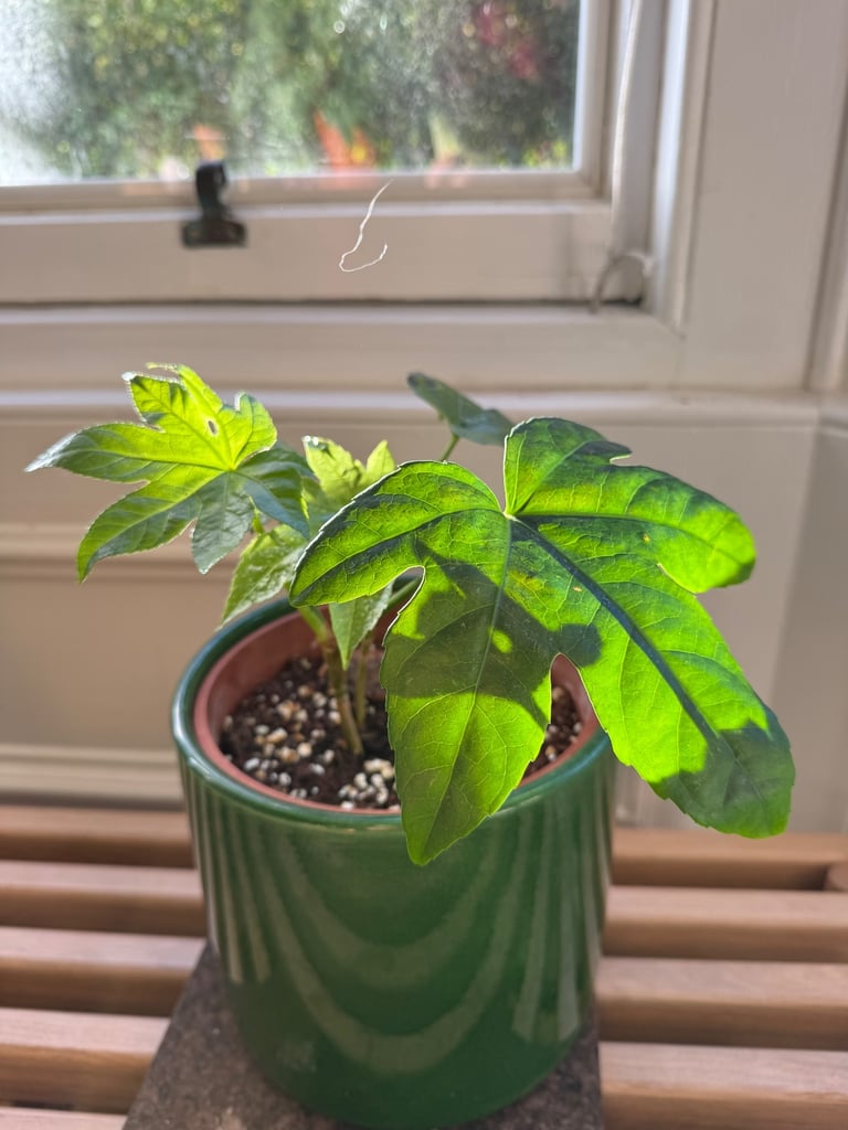Fatsia japonica houseplant indoor plant. 