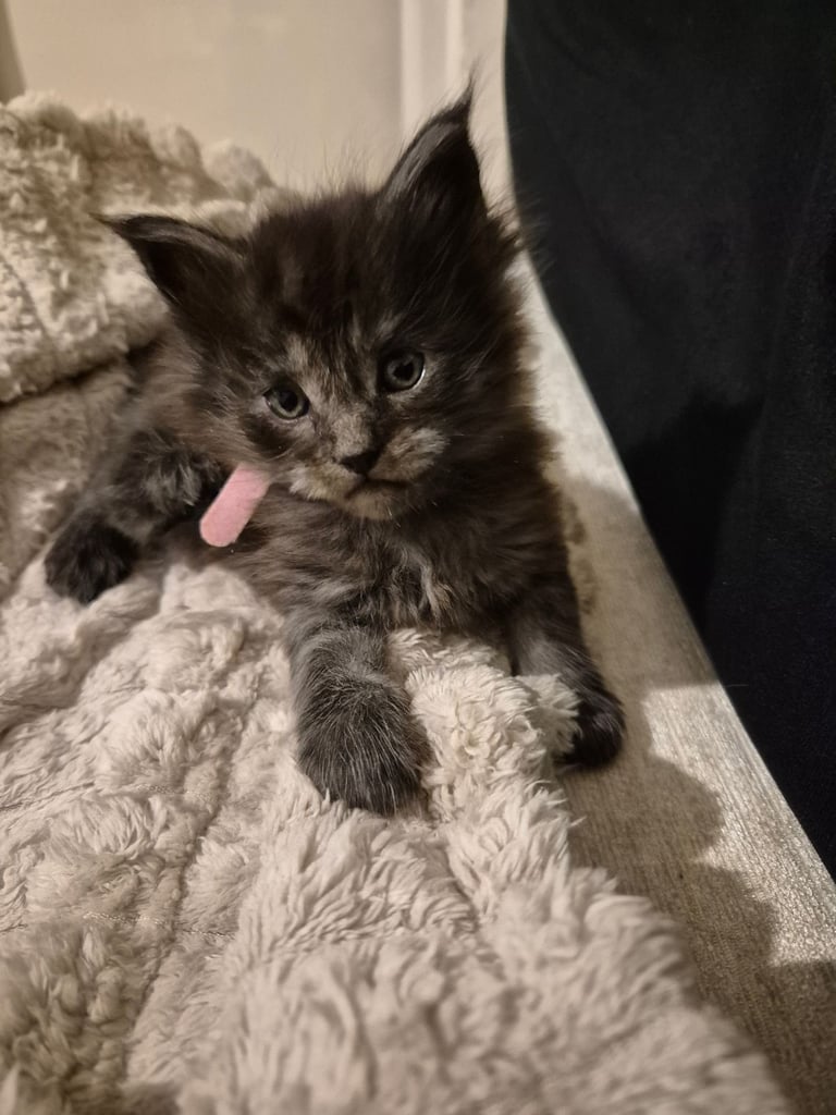 Maine coon kittens
