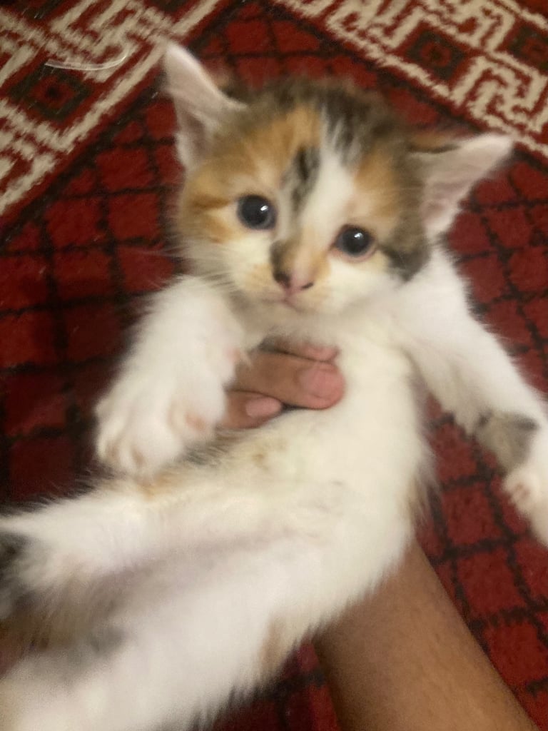 image for precious calico girl