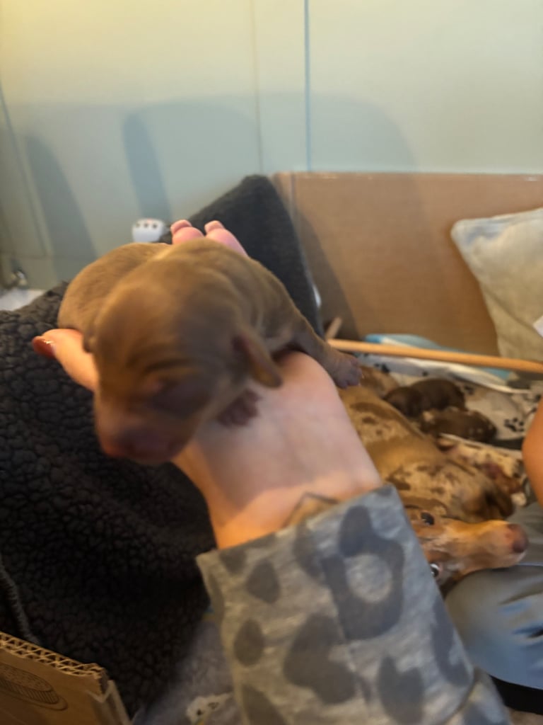 Miniature brown dachshund boy  