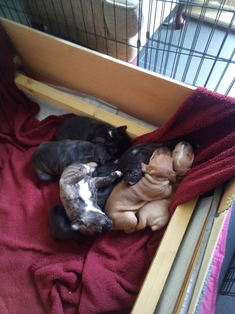 Puppies for sale