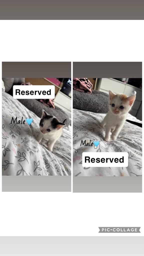 Kittens for furever homes