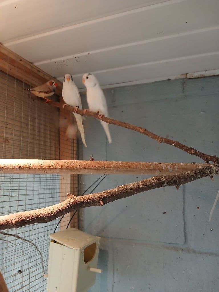 Young budgies for  sale