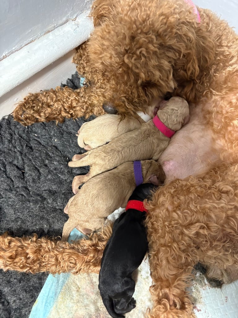 image for Cavapoochon pups 