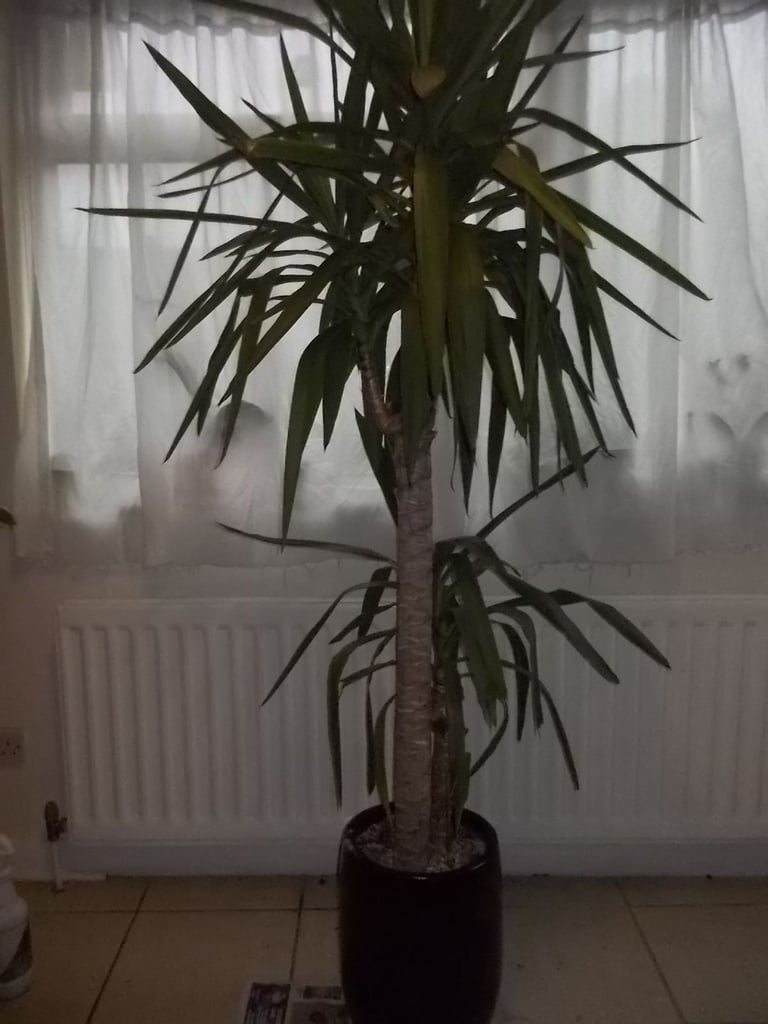 image for Yucca plant in Ceramic pot