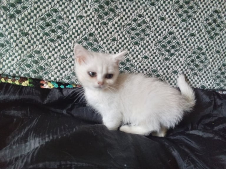 British shorthairBSH chinchilla kittens & mother 