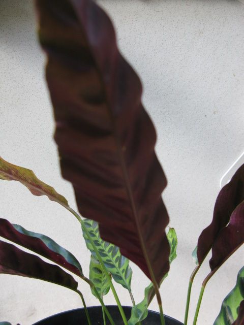 Plant Calathea Lancifolia