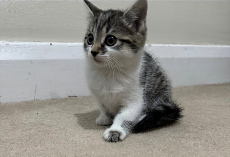 Domestic shorthair kitten 
