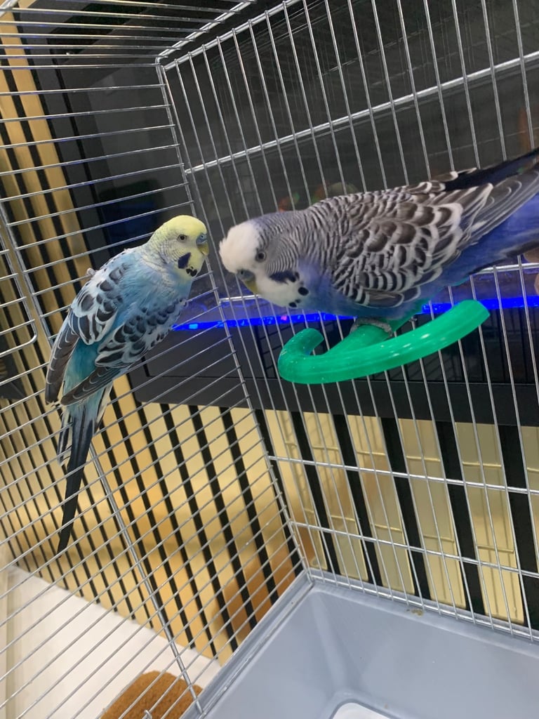 4 Budgies and cage 