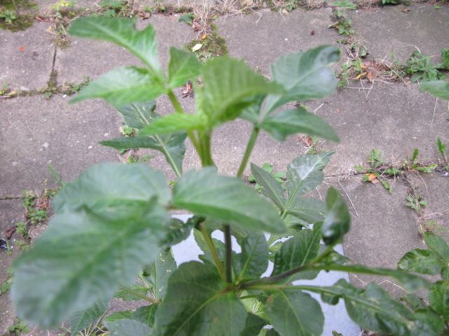Dahlia plant