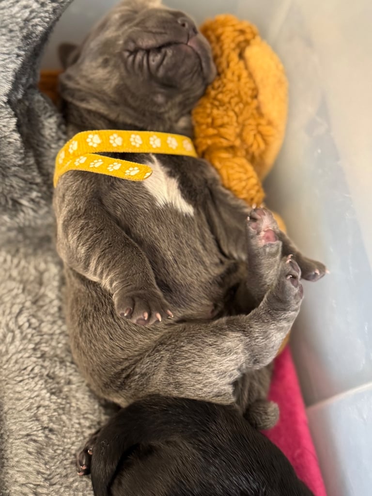 11 Neapolitan mastiff puppies for sale Newcastle 