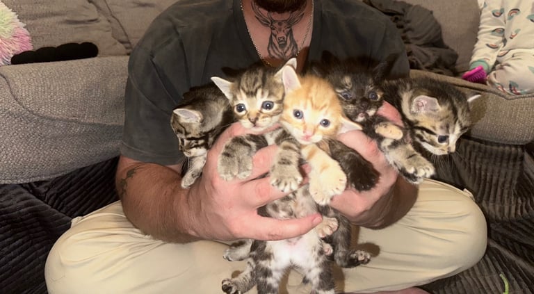Bengal X Kittens 