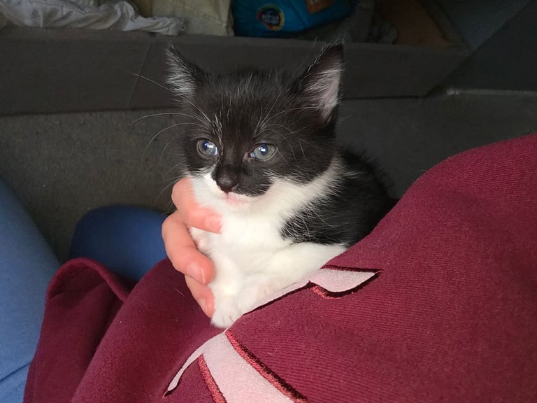 Kittens