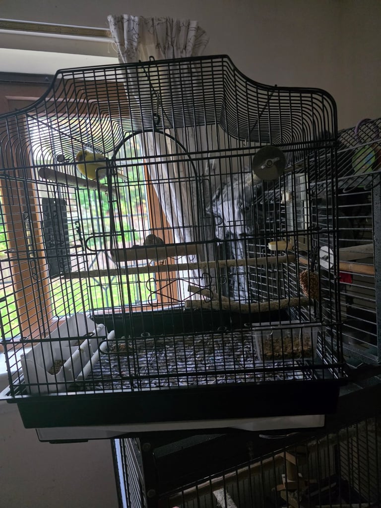 Canaries cage