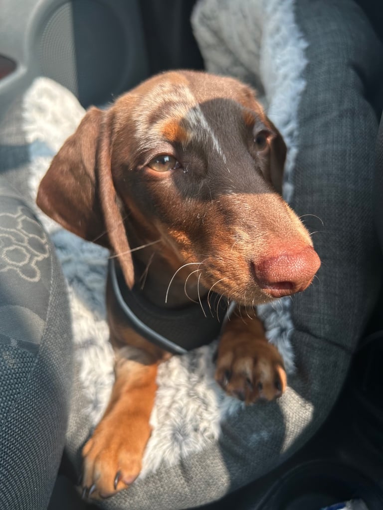 Boy miniature dachshund 