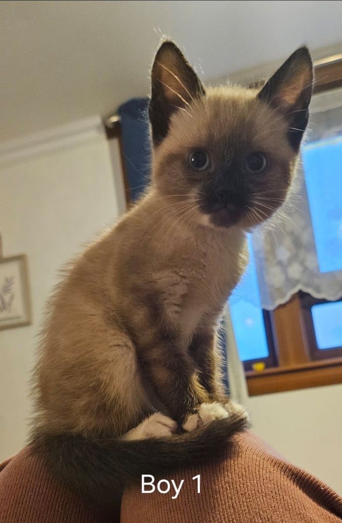 Stunning blue eyed, part pedigree kittens