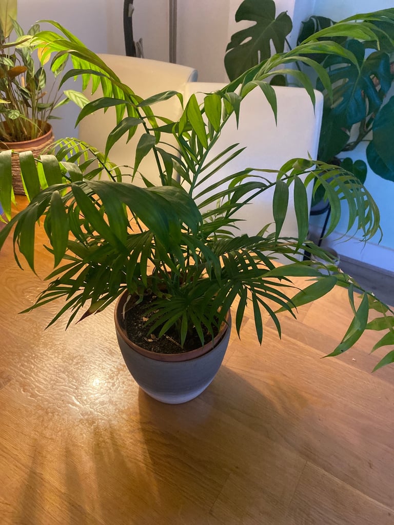 Plants 