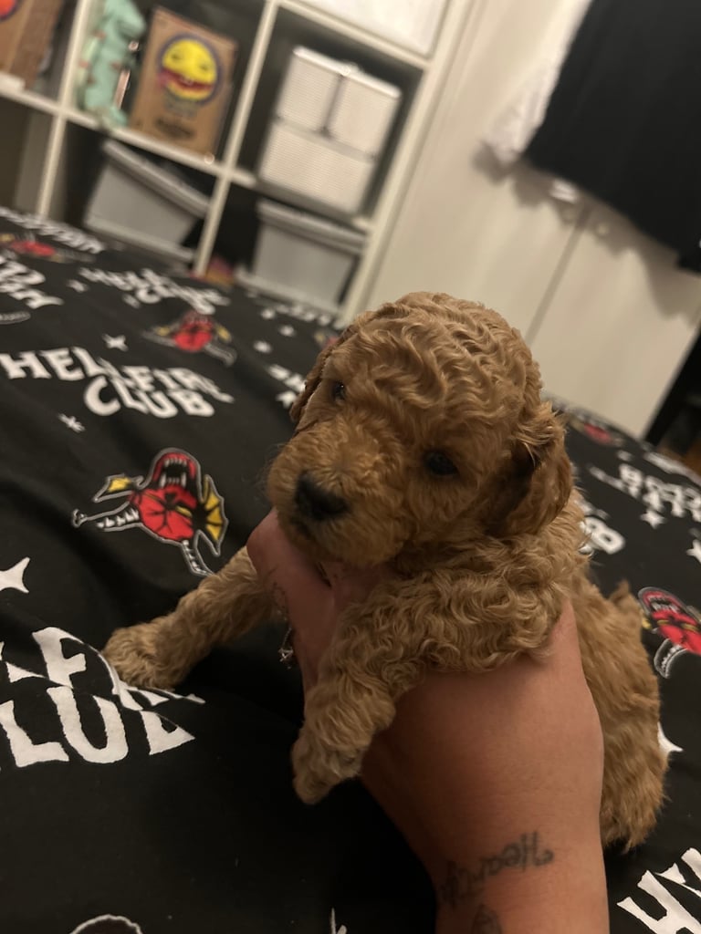 Miniature Cockapoo