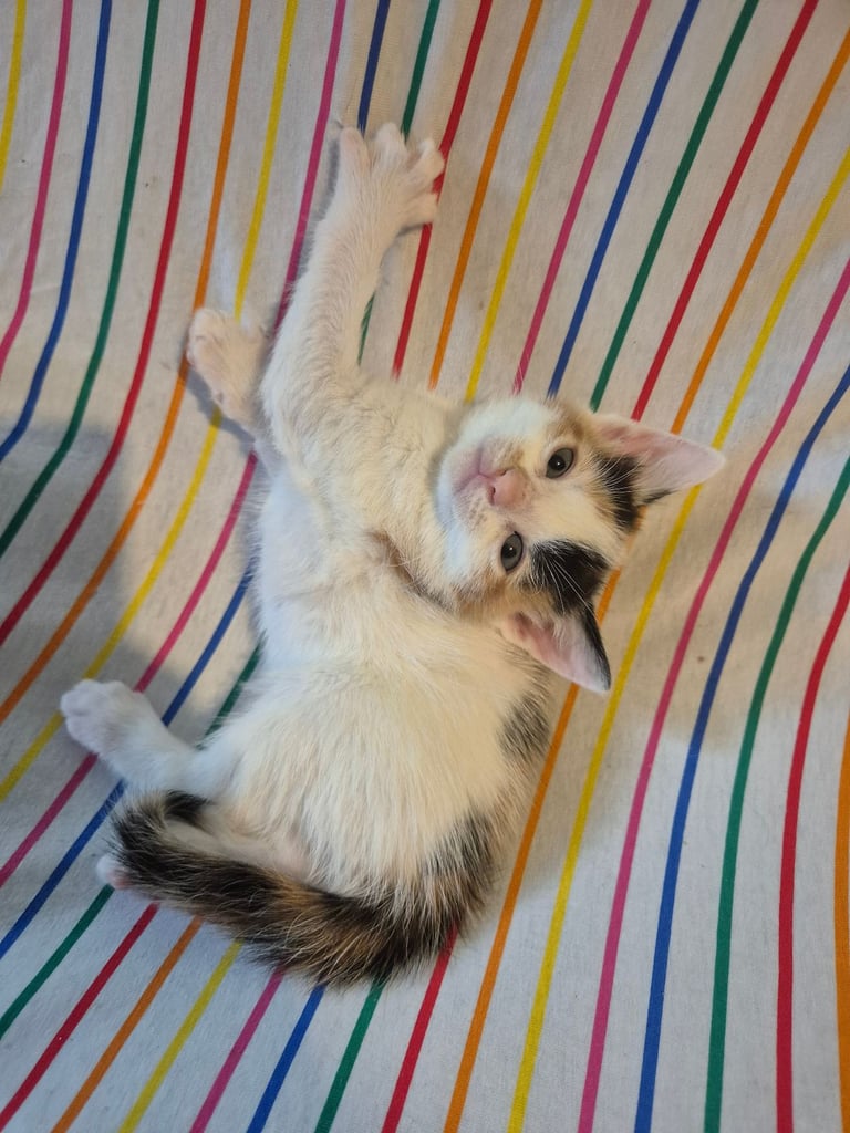 Gorgous kittens long & short haired