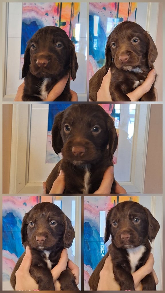 image for Beautiful Sprocker Puppies 