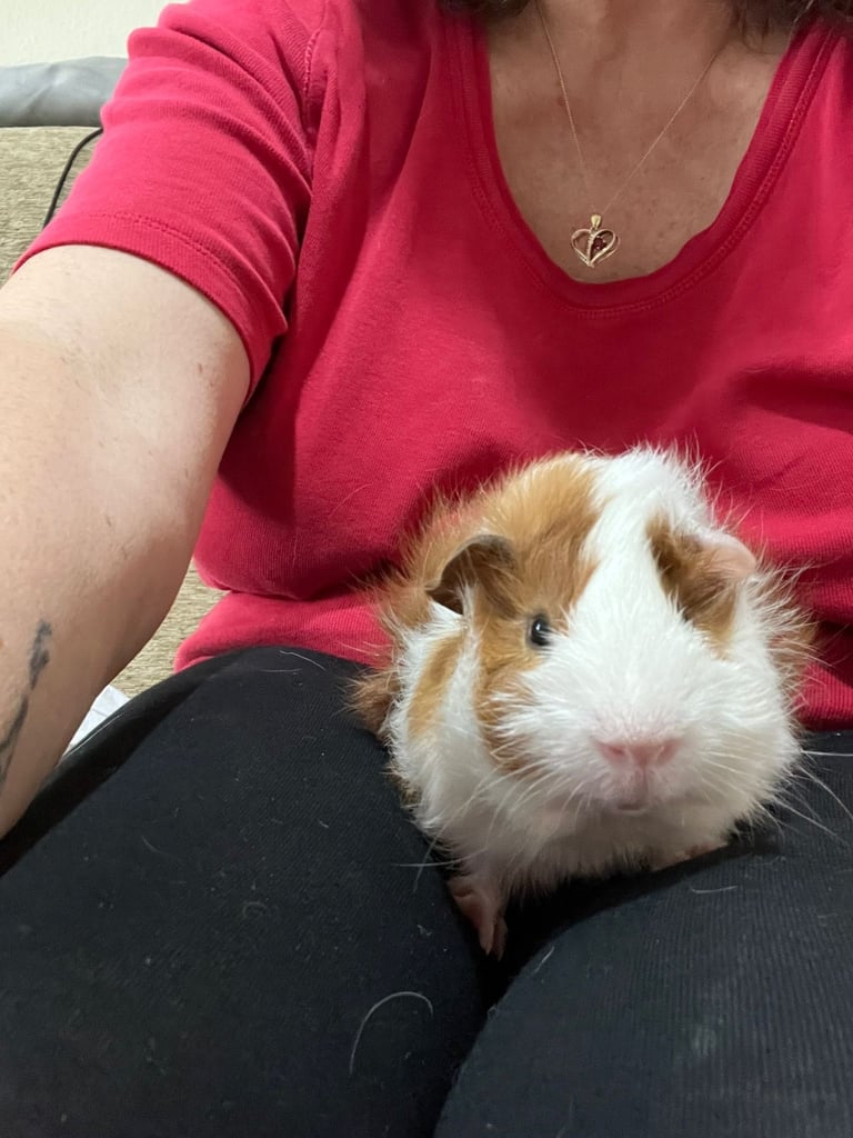 Guinea pigs  
