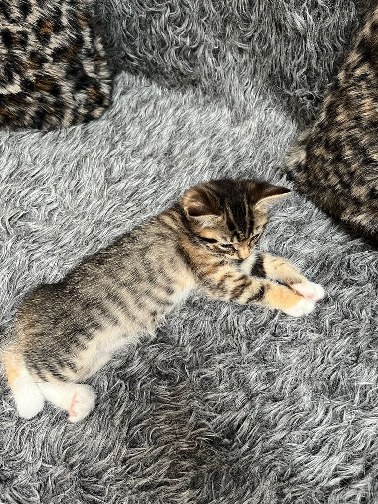 5 tabby kittens for sale 