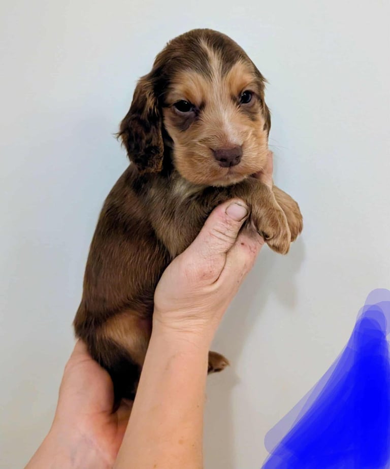 Stunning litter of Cocker Spaniel Puppies