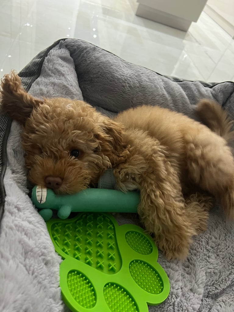 Cockapoo