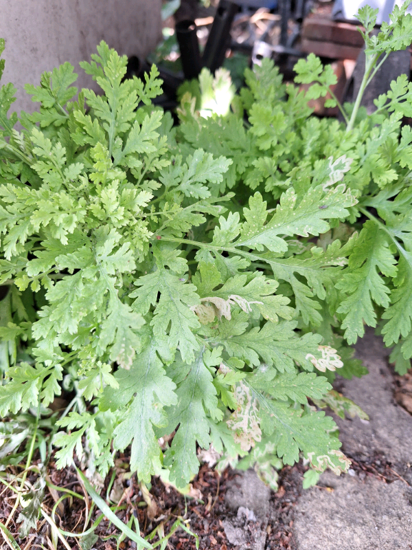 image for Feverfew plant