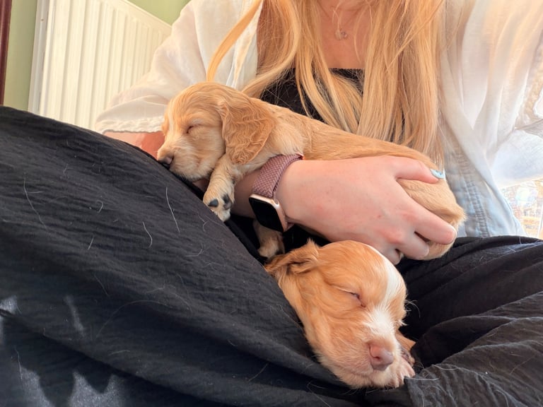 Stunning cocker spaniels 
