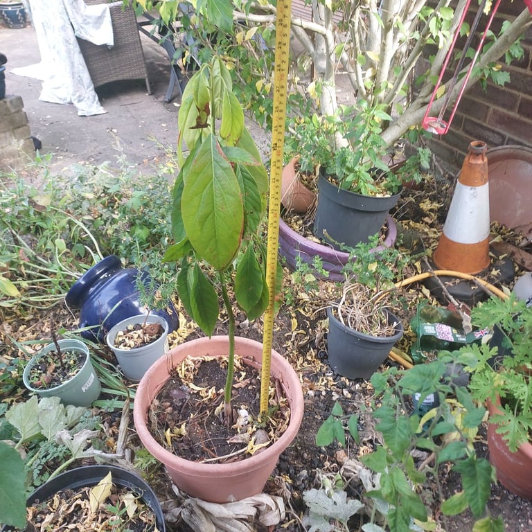 image for Fig tree & Avocado Tree