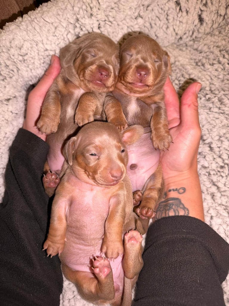Beautiful Miniature Dachshunds 