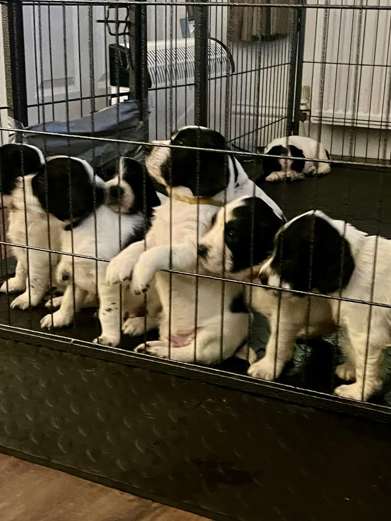 Pups for sale