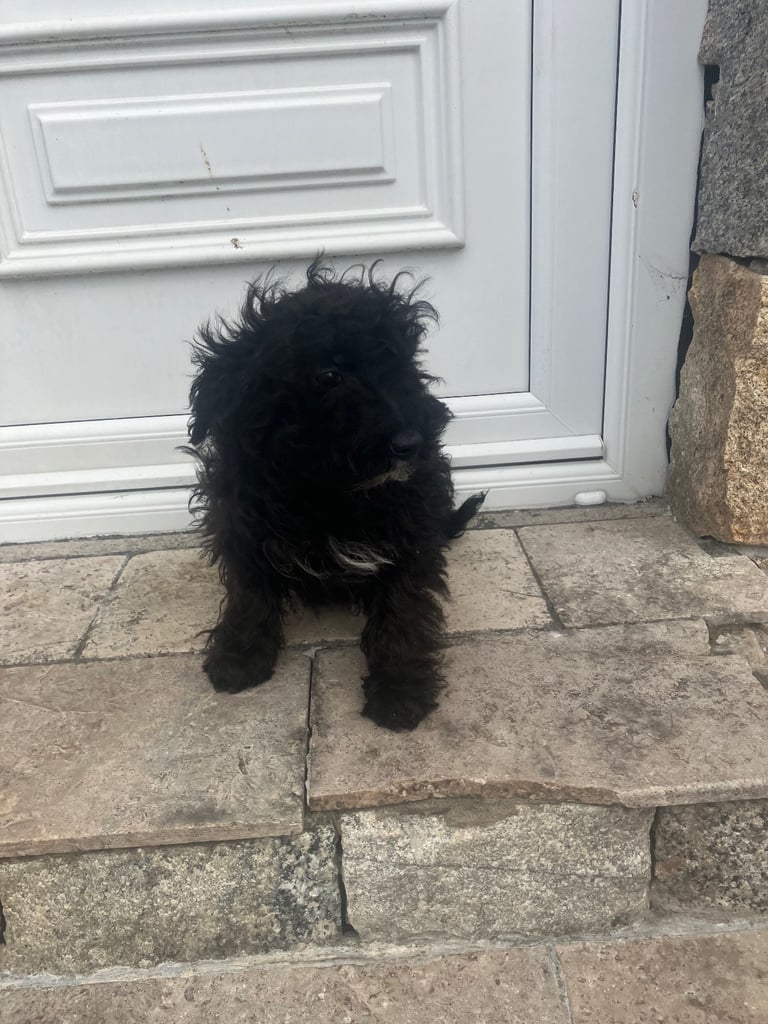 Yorkie x poodle puppy