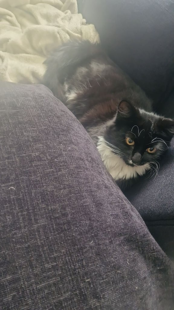 Male dog and cat for sale