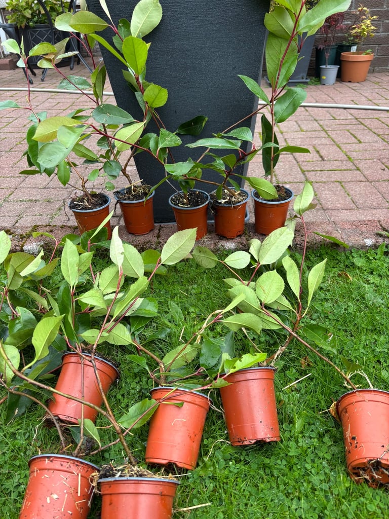 6 Red Robin Hedging photinia  6 plants