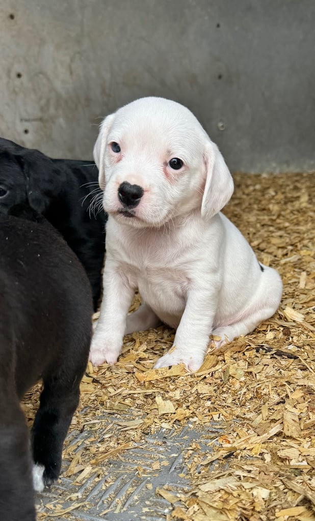 Adorable Cocker Jack Puppies
