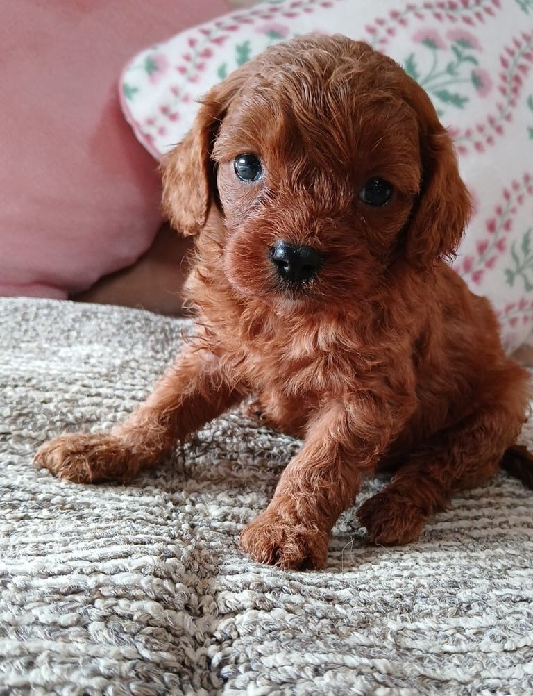 Red Cavapoo puppies for sale