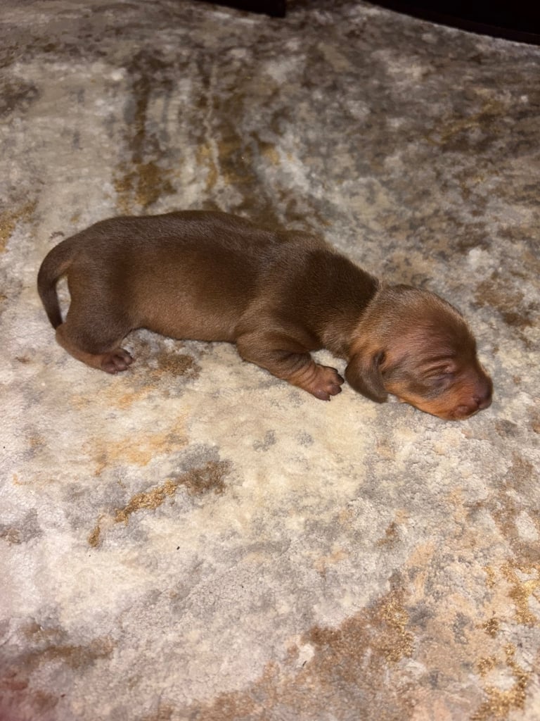Miniature brown dachshund boy  