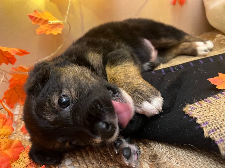 Labradors x Puppies for sale