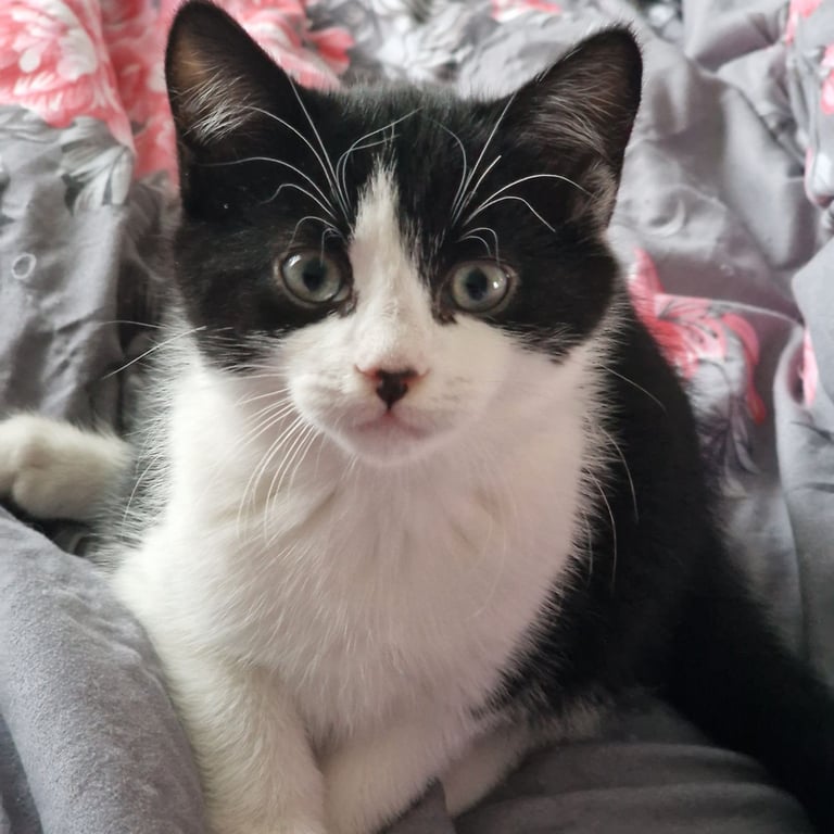 BLACK WHITE KITTEN GIRL 