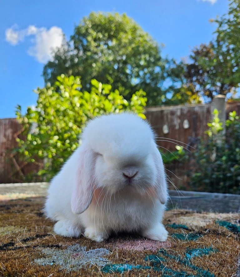 Baby boy mini lop 