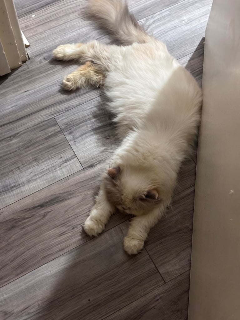 Persian cat- new loving home needed 
