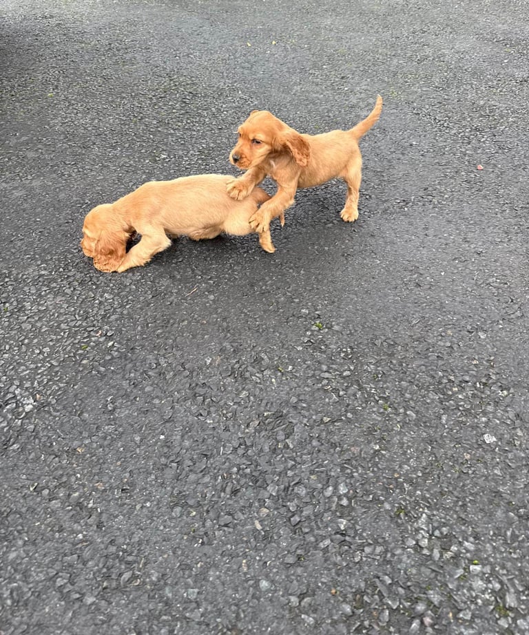 Cocker spaniel puppies 