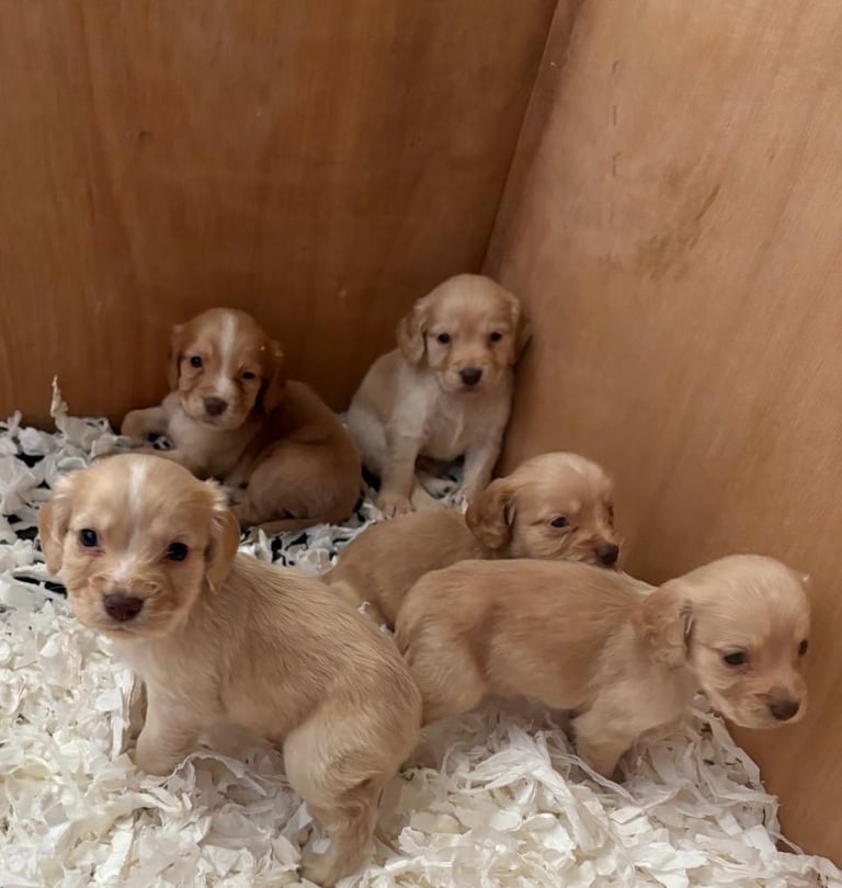 Cocker Spaniel Pups 