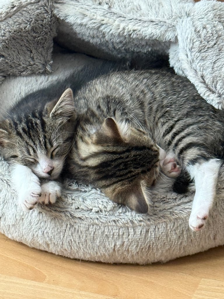 🌸🐾 Two Adorable Kittens Ready for Their Forever Homes! 🐾🌸