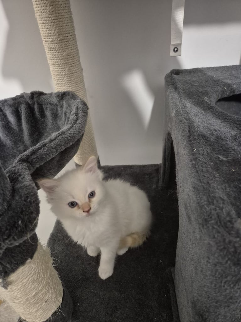 Pure ragdolls 2 flame points and rare mink tortie