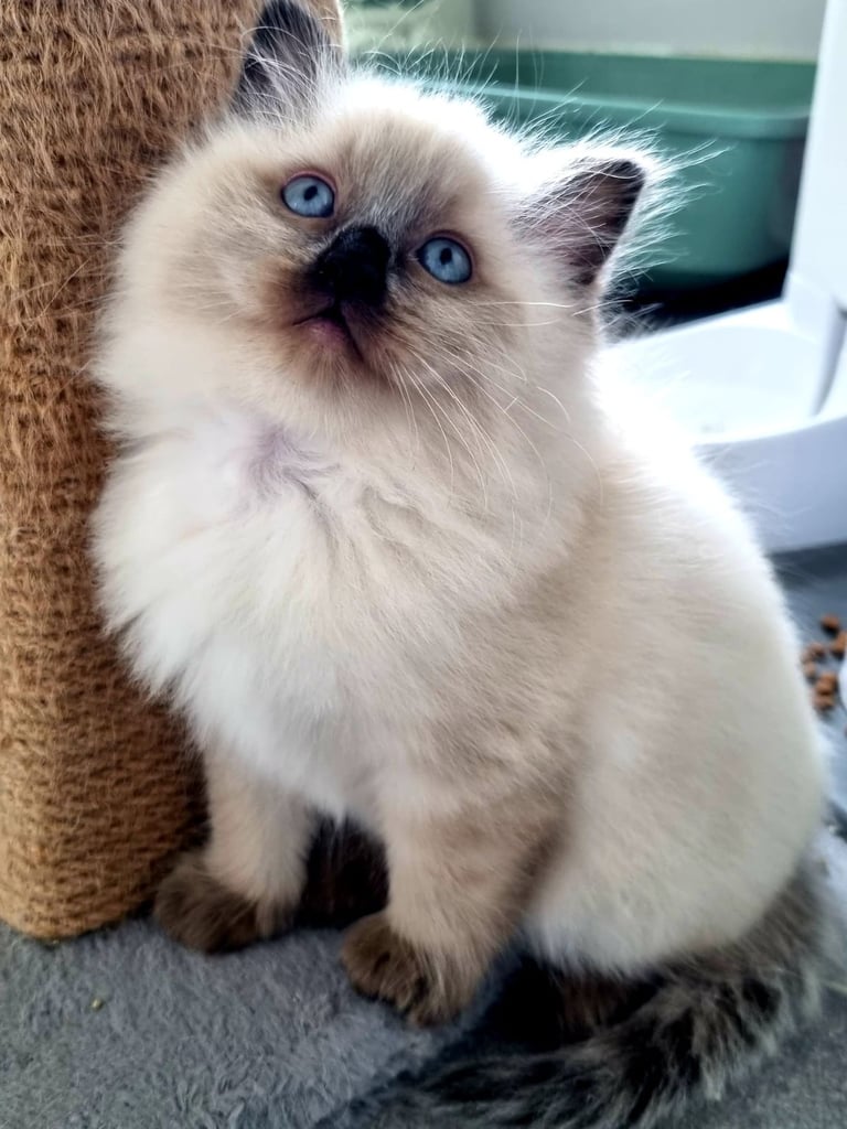 Beautiful Ragdoll kittens