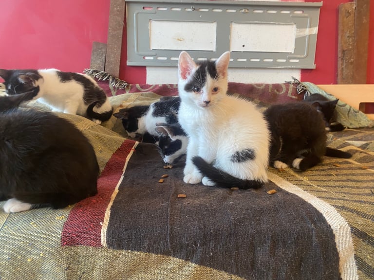 For kittens Ready for rehoming