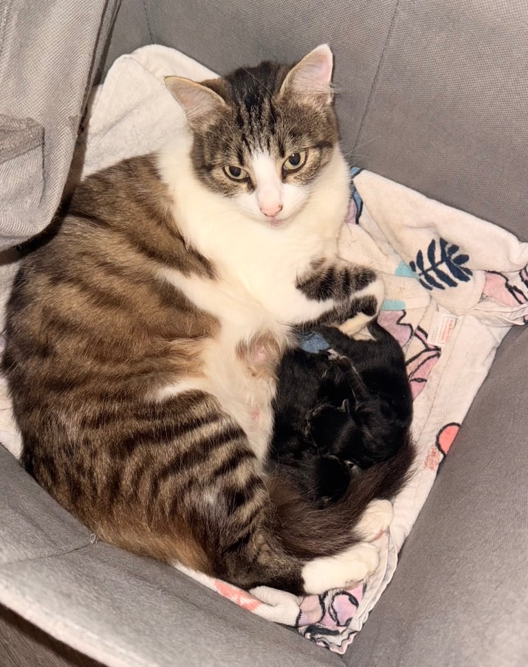 Kittygirl looking for home